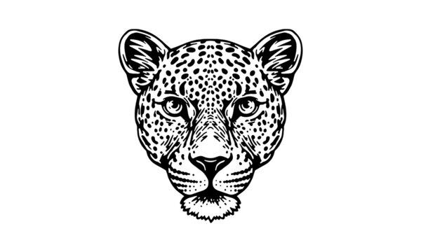 Indian leopard on white background, vector, illustration logo, sign, emblem.