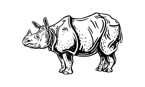 Indian rhinoceros on white background, vector, illustration logo, sign, emblem.