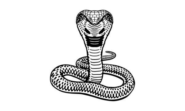 King cobra on white background, vector, illustration logo, sign, emblem.