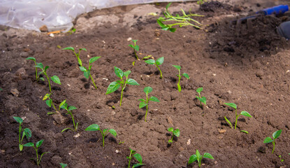 a woman is planting pepper seedlings in a greenhouse. Seedlings of sweet pepper.
