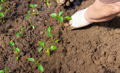 a woman is planting pepper seedlings in a greenhouse. Seedlings of sweet pepper.