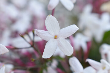 jasmine plant closeup garden shot