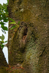 様々な顔を持つ木々の節目