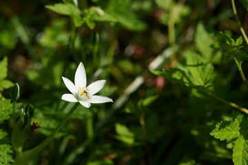 春の日差しを浴びて可憐に咲くオオアマナ