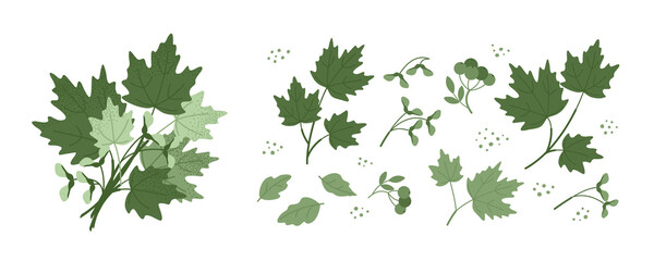 Set with a bouquet of green maple leaves, twigs and seeds isolated on a white background. Leaves for the design of greeting cards, holiday banners and posters. Flat vector illustration.