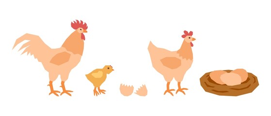 A set of a mama chicken, a little chicken, a rooster dad and a nest of eggs. Vector illustration in flat style.