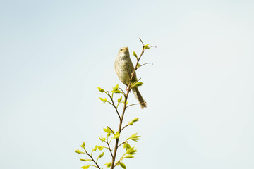 綺麗な鳴き声のウグイス