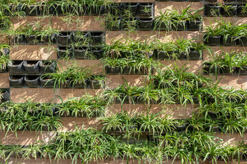 Wall with rows of pots with green plant leaves.