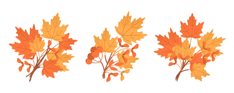 Three natural autumn bouquets with maple leaves and seeds, autumn herbarium, school. Seasonal composition for the design of greeting cards, holiday banners and posters. Flat vector on white.