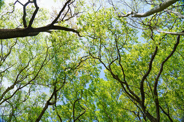 Fototapeta premium 枝の隙間から木漏れ日