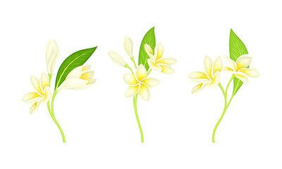 Obraz na płótnie Canvas Frangipani flowers with leaves set. Blooming jasmine plant vector illustration