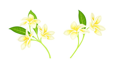 Frangipani or plumeria flowers with leaves set. Blooming exotic plant vector illustration