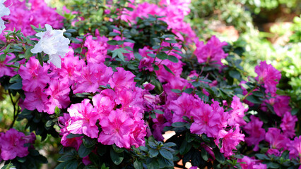 Pink Rhododendron flowers in garden. Huge Rhododendron bush with pink blossom.