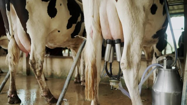 Automatic mechanized milking cow in a cow's milk farm barn. Close up of equipment being used. Agriculture, animal feed, farm, cattle and milk, and dairy
