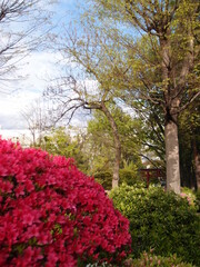 Beautiful Azalea blossoms at Japanese shrine festival of the “Tsutsuji (Azalea)