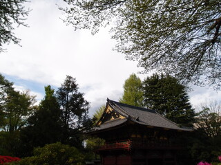 Fototapeta premium Japanese “Nezu Shrine” pagoda with ancient trees and nature, spring 2022 Tokyo Japan
