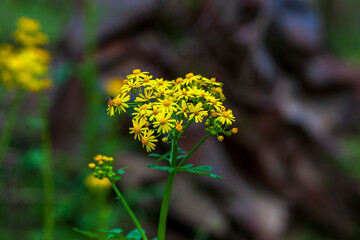  Rosinweed blooming in the spring time