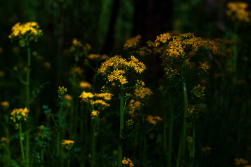  Rosinweed blooming in the spring time