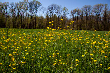 Obraz premium Rosinweed blooming in the spring time