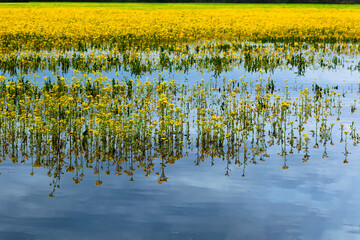  Rosinweed blooming in the spring time