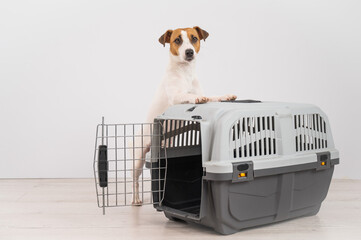 Jack Russell Terrier dog put his paws on a travel box.
