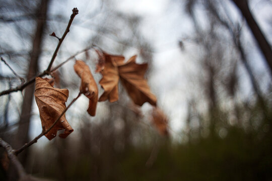 brown Leaves hanging from a branch