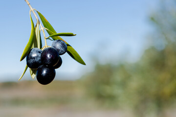 Black olives in the foreground with a landscape out of focus