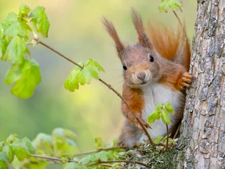 Tuinposter eekhoorn in de boom © Heiko