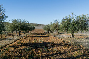Landscape of an olive grove on a sunny day in the middle of nature in Spain