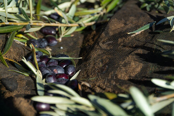Background with black olives on top of a canvas