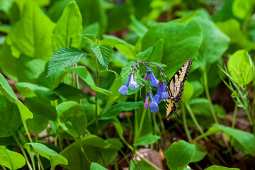 Obraz premium Monarch butterfly on a Virginia Bluebell