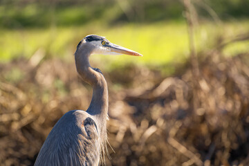 Close up of Great blue heron. Wildlife photography.	