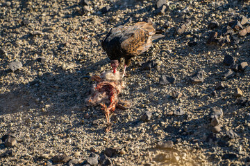 Turkey vulture (Cathartes aura) stands next to a dead opossum.