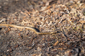 Young Pacific gopher snake (Pituophis catenifer catenifer) slithers on the ground.