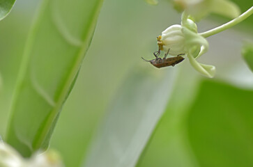 Macro nature life insect on the crown flower is very fresh life in the summer.