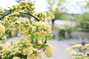 開花した可愛いモッコウバラ