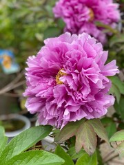 Fototapeta premium Japanese peony, “Shakuyaku” in purple pink, on the street of Nezu Tokyo Japan, spring 2022
