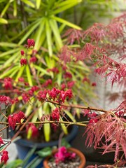 Fototapeta premium Red maples in the rain, street of Nezu Tokyo Japan, spring 2022 on the rainy day