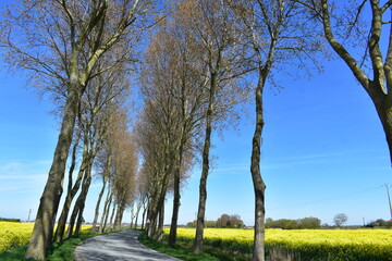 Obraz premium Route de campagne champ colza