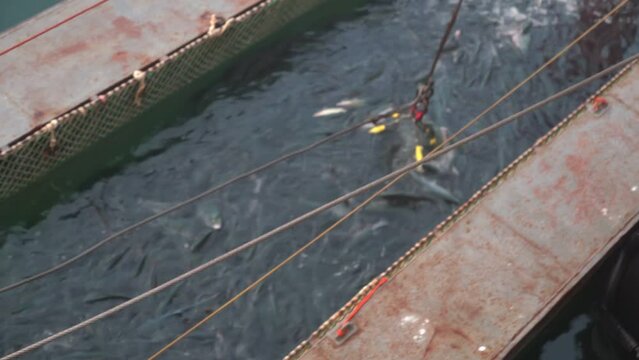Fish in a fishing trawl. Lots of fish caught in the net.