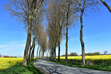 Obraz premium Route campagne champ colza