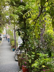 Wisteria blossom season in Tokyo Japan, streets of Nezu, spring 2022