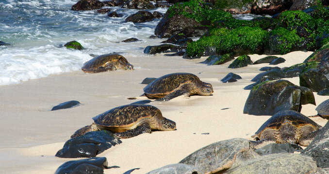 Sea Turtles walking out of the ocean on to the Beach, Maui, Hawaii, USA