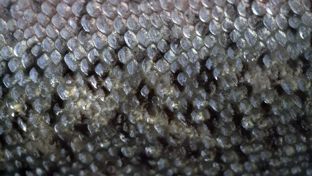 close-up of fish scales, for cutting. natural background for a story about food