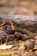Baby viper
