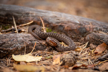 Little viper in the woods