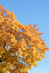 Autumn leaves on a blue sky