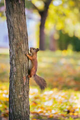 Hungry squirrel climbing