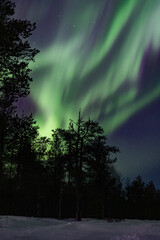 Northern light behind a tree silhouette