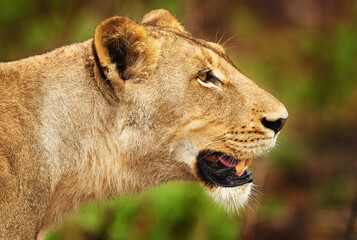 The hunt is on. Cropped shot of a lioness on the plains of Africa.